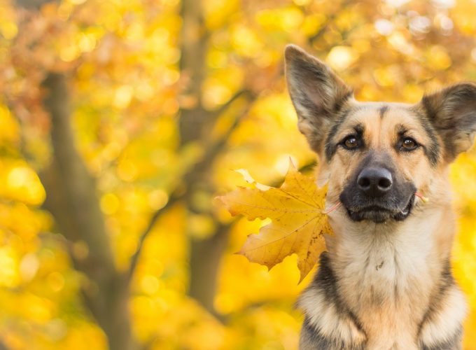 Wallpaper dog, cute animals, leaves, autumn, 4k, Animals 5940617558